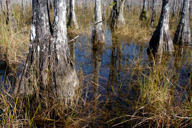 Cypress Swamp