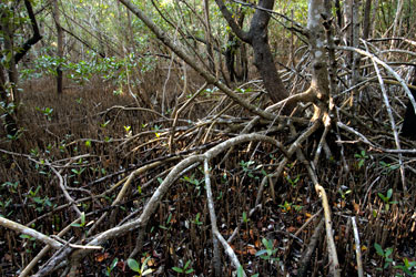 Mangrove Forest