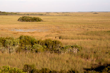 Tree Islands