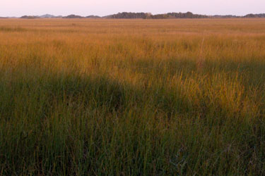 Sawgrass Prairie