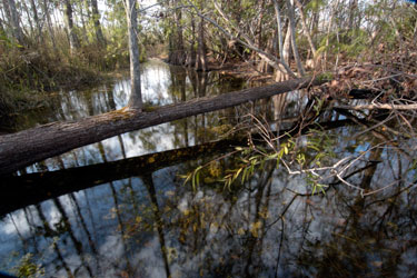 Ponds, Sloughs, and Open Water