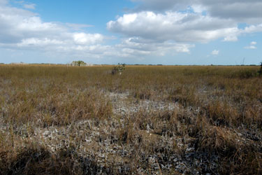 Wet Prairie